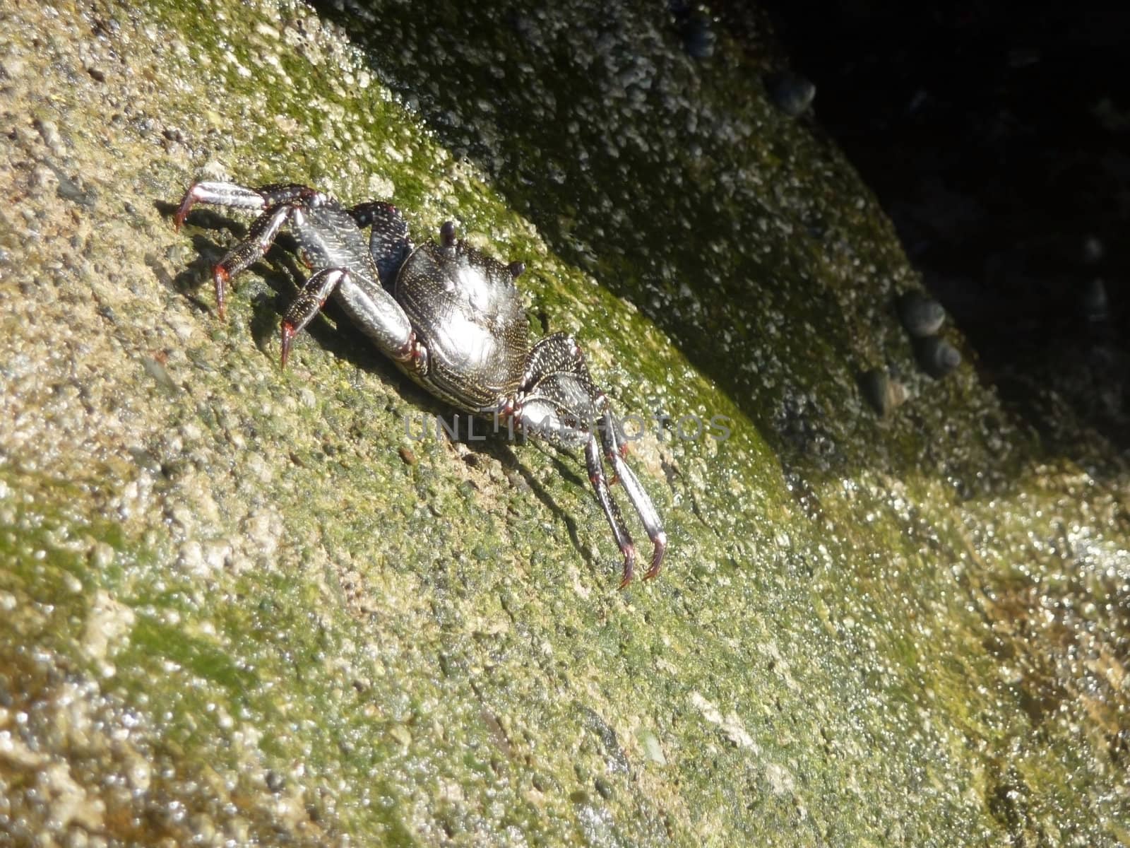 A crab on the rocks in Gran Canaria.