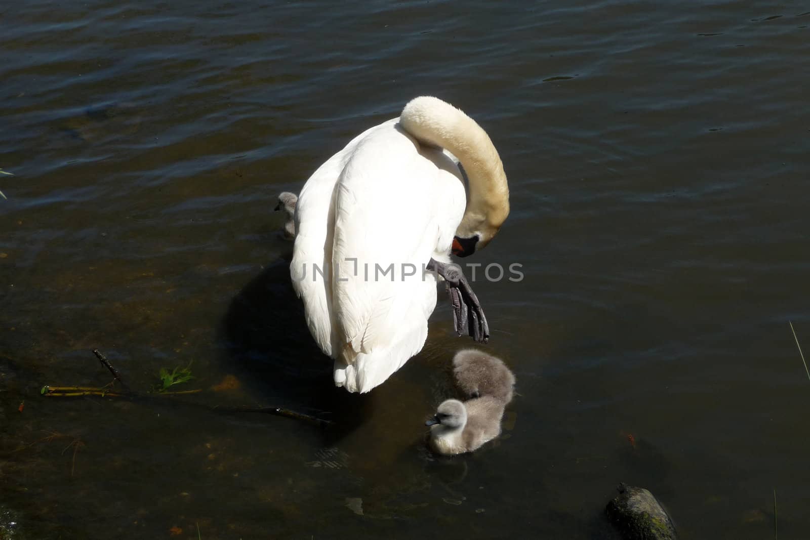 A swan and signets on the water.