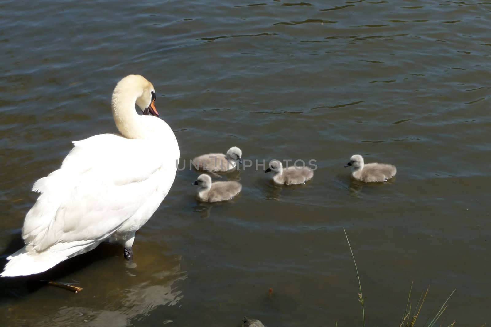 A swan and signets on the water.