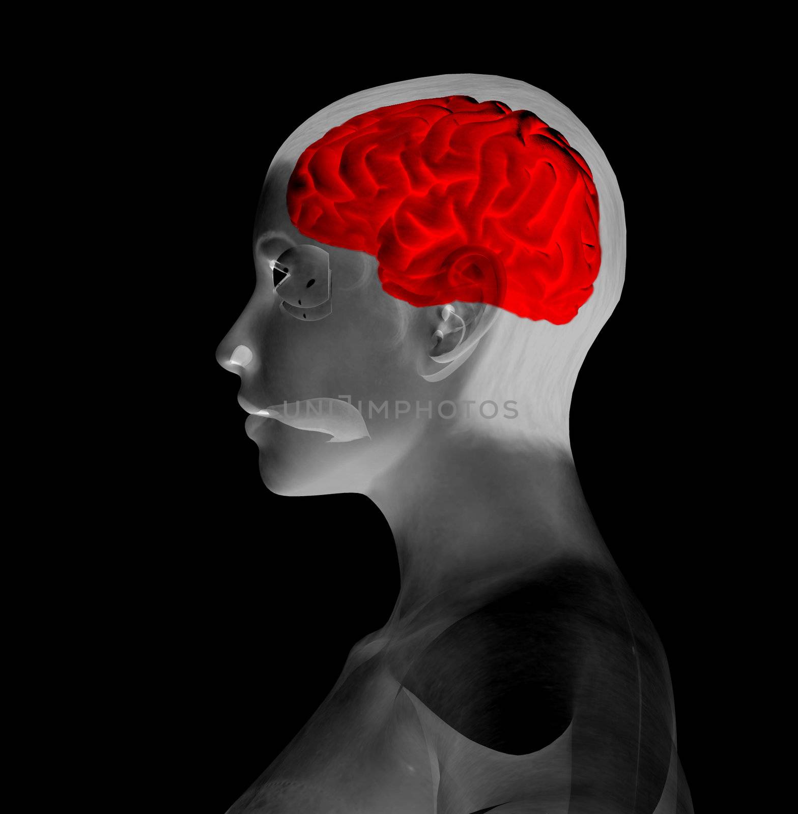A image of a brain inside a womens head.
