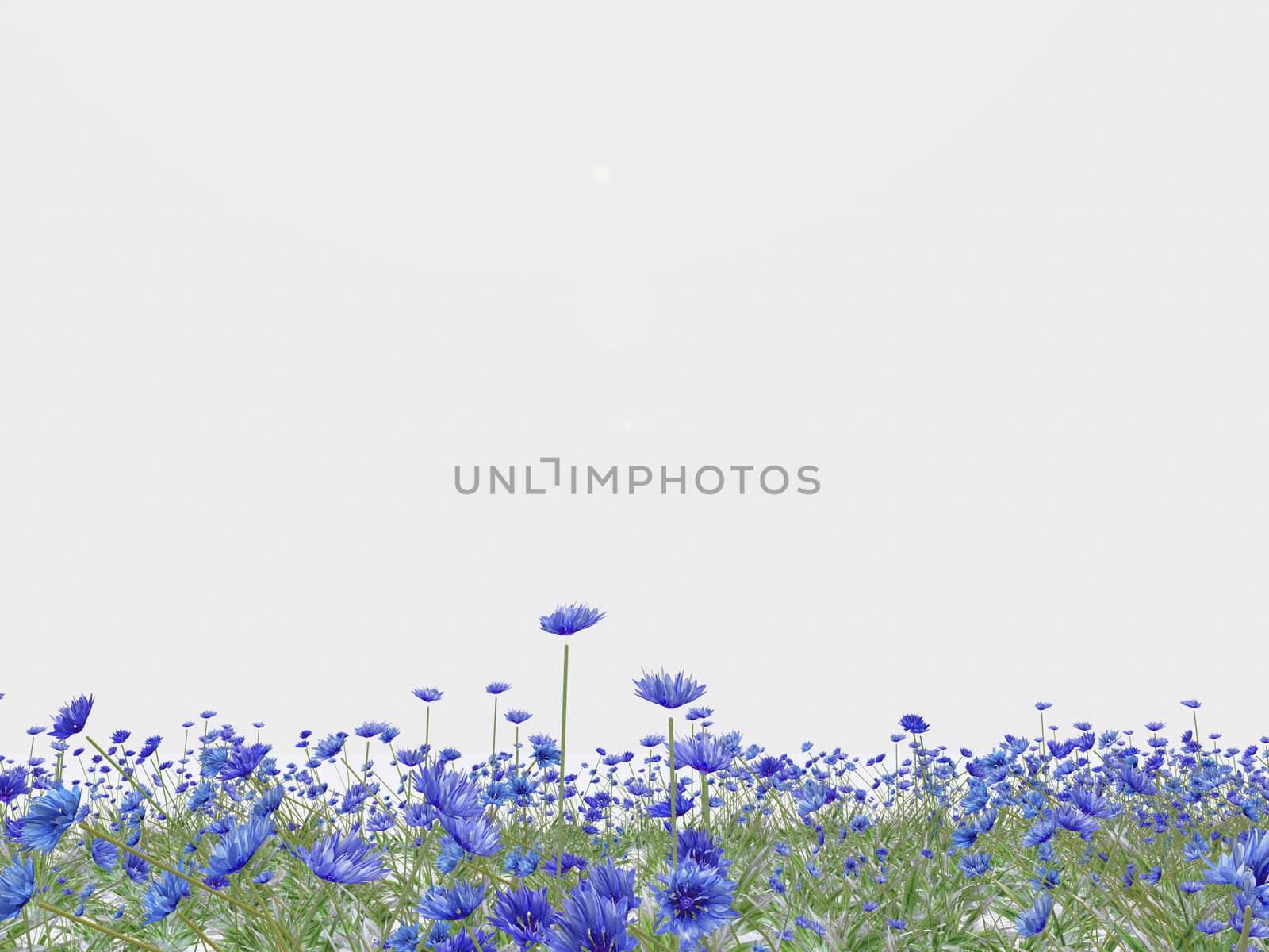 illustration of blue cornflower background