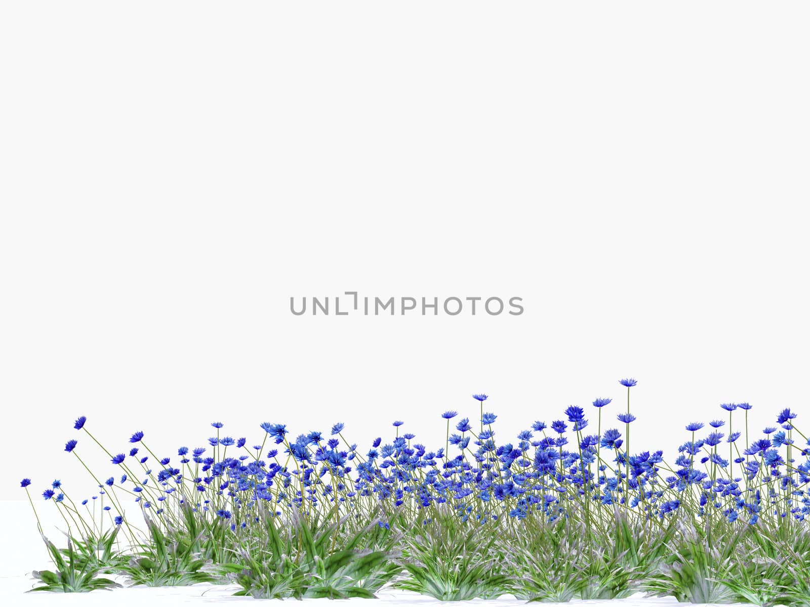 illustration of blue cornflower background
