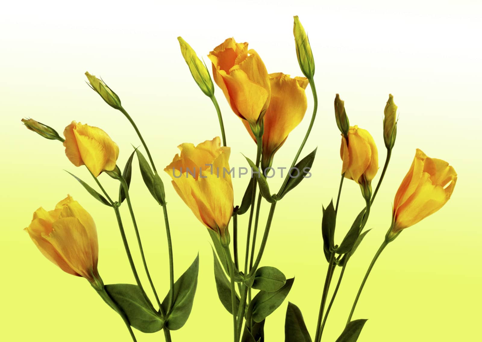 seven yellow crocus on faded background