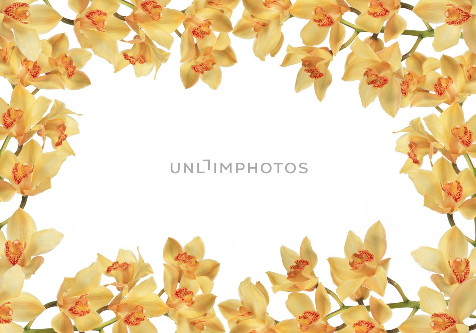 daffodils on white background