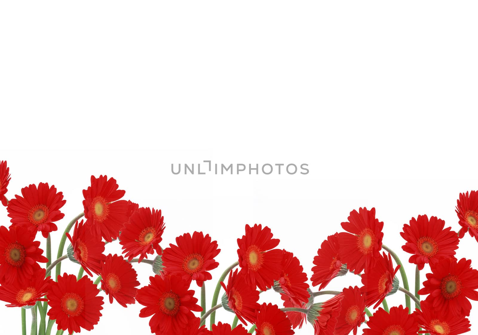 red daisies by paddythegolfer