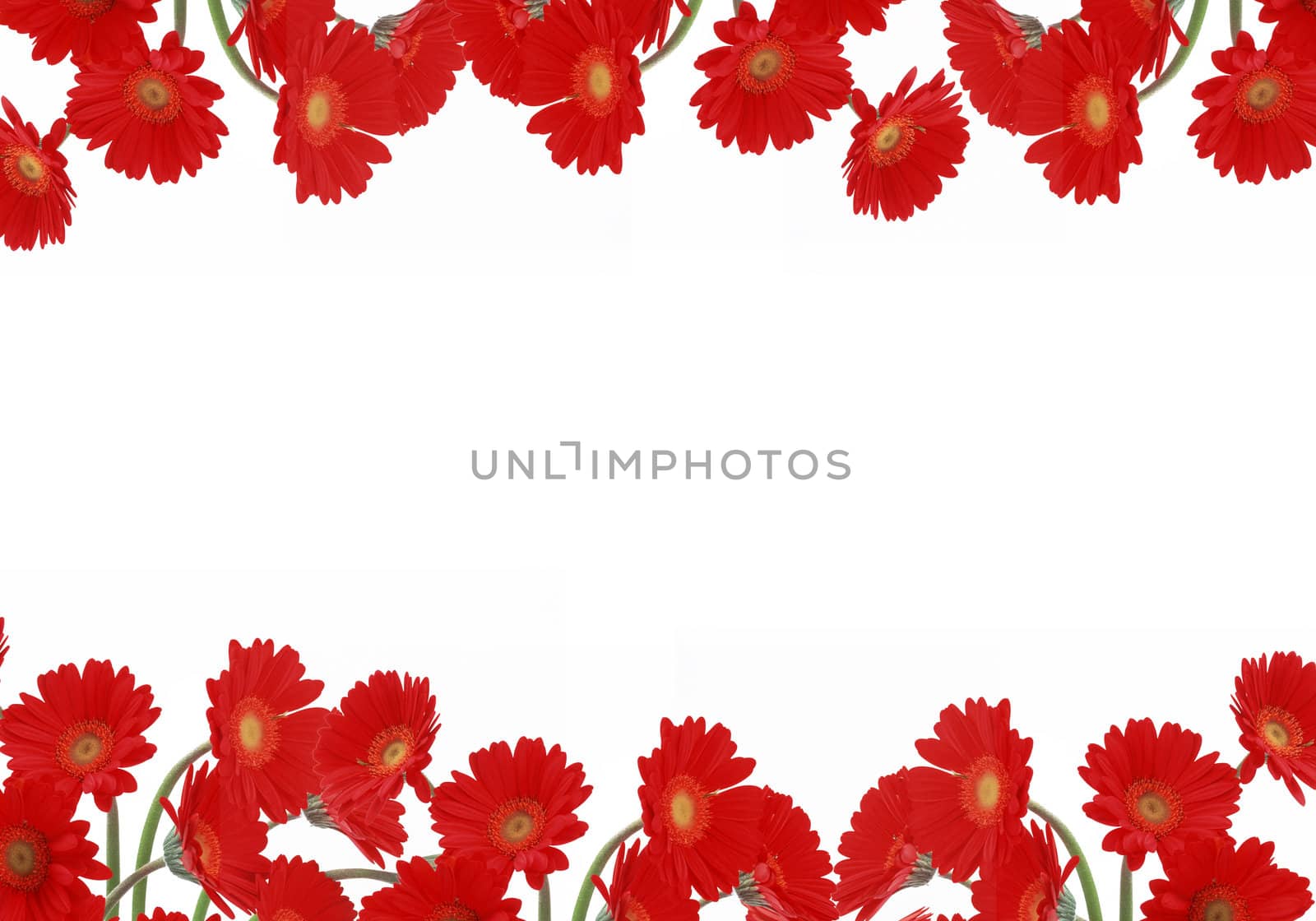 red daisies on white background by paddythegolfer