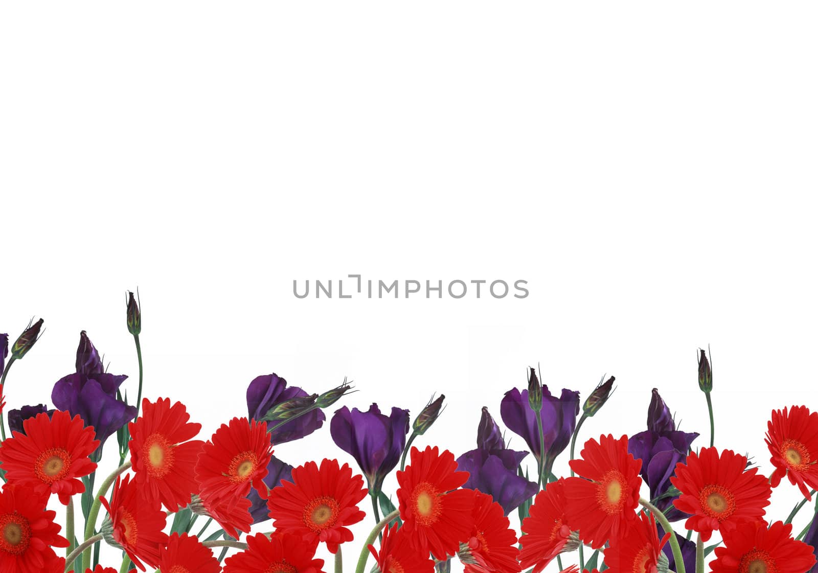 daisies and crocus by paddythegolfer