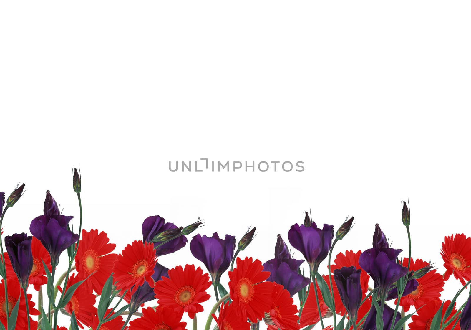 red daisies and crocus on white background by paddythegolfer