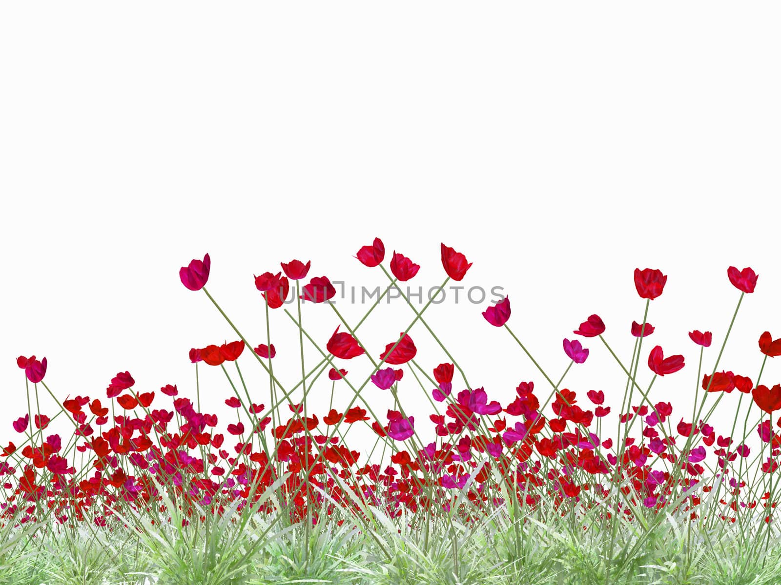 red poppy field background on white
