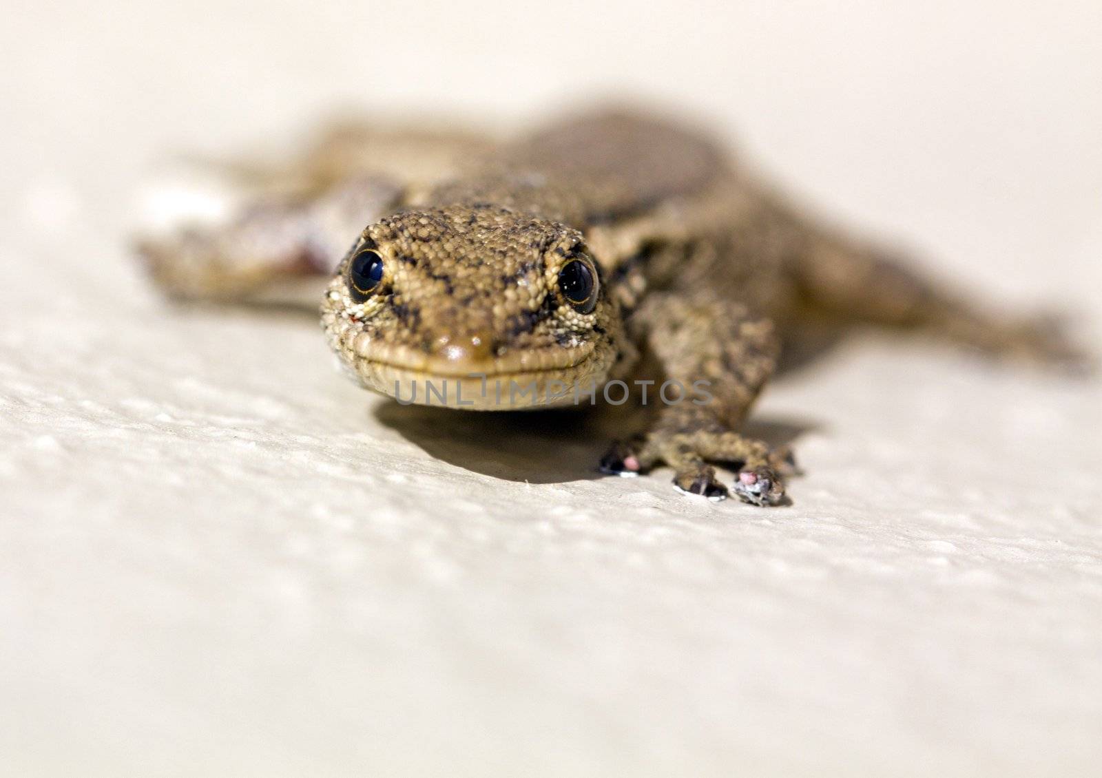 Common Lizard (Juvenile) by ChrisAlleaume