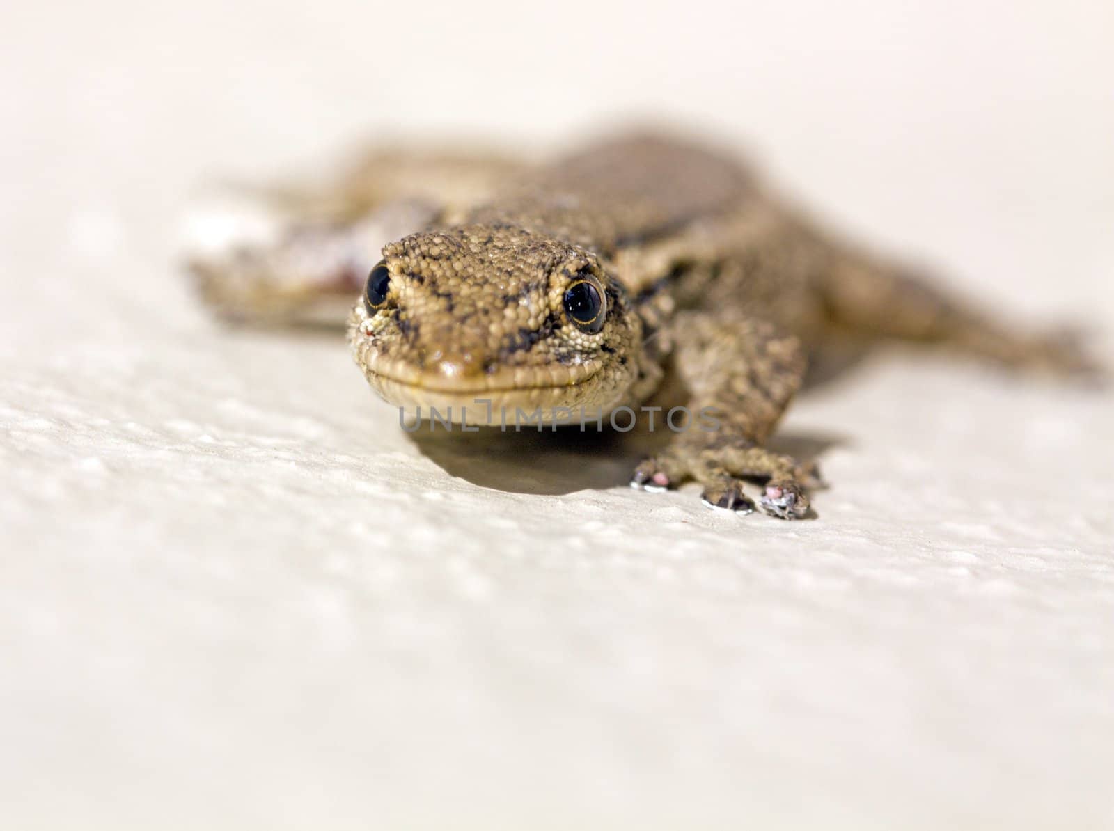 Common Lizard (Juvenile) by ChrisAlleaume