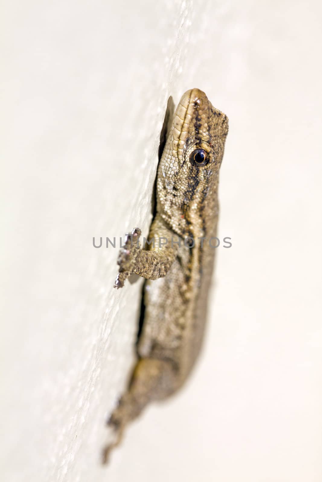 Macro of a young lizard in South Africa by ChrisAlleaume