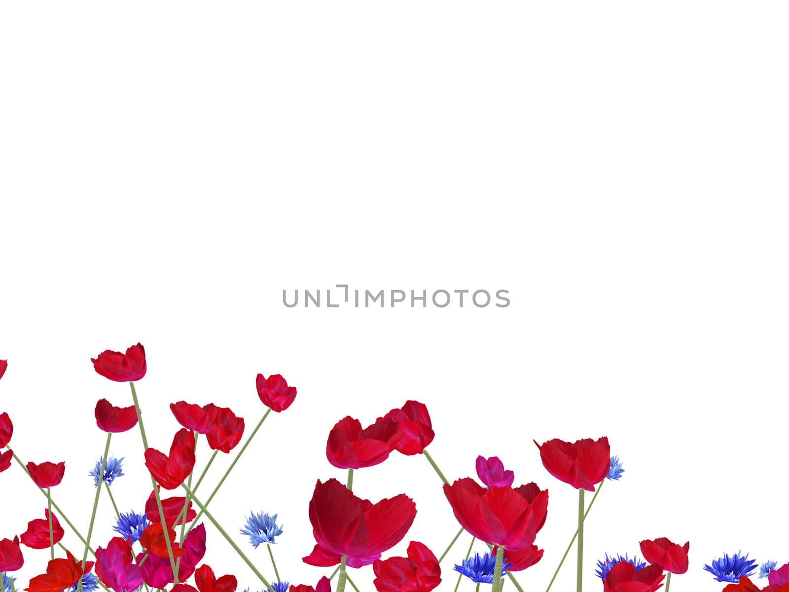 red poppy and blue cornflower background on white