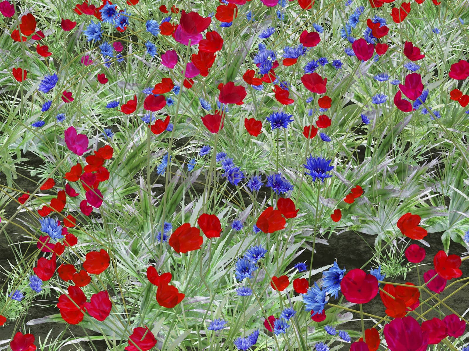 red poppy and blue cornflower background