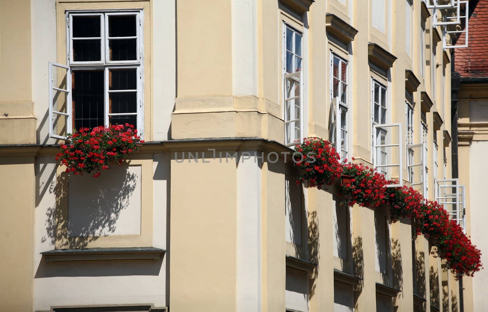 Windows on historical building with geranium decoration