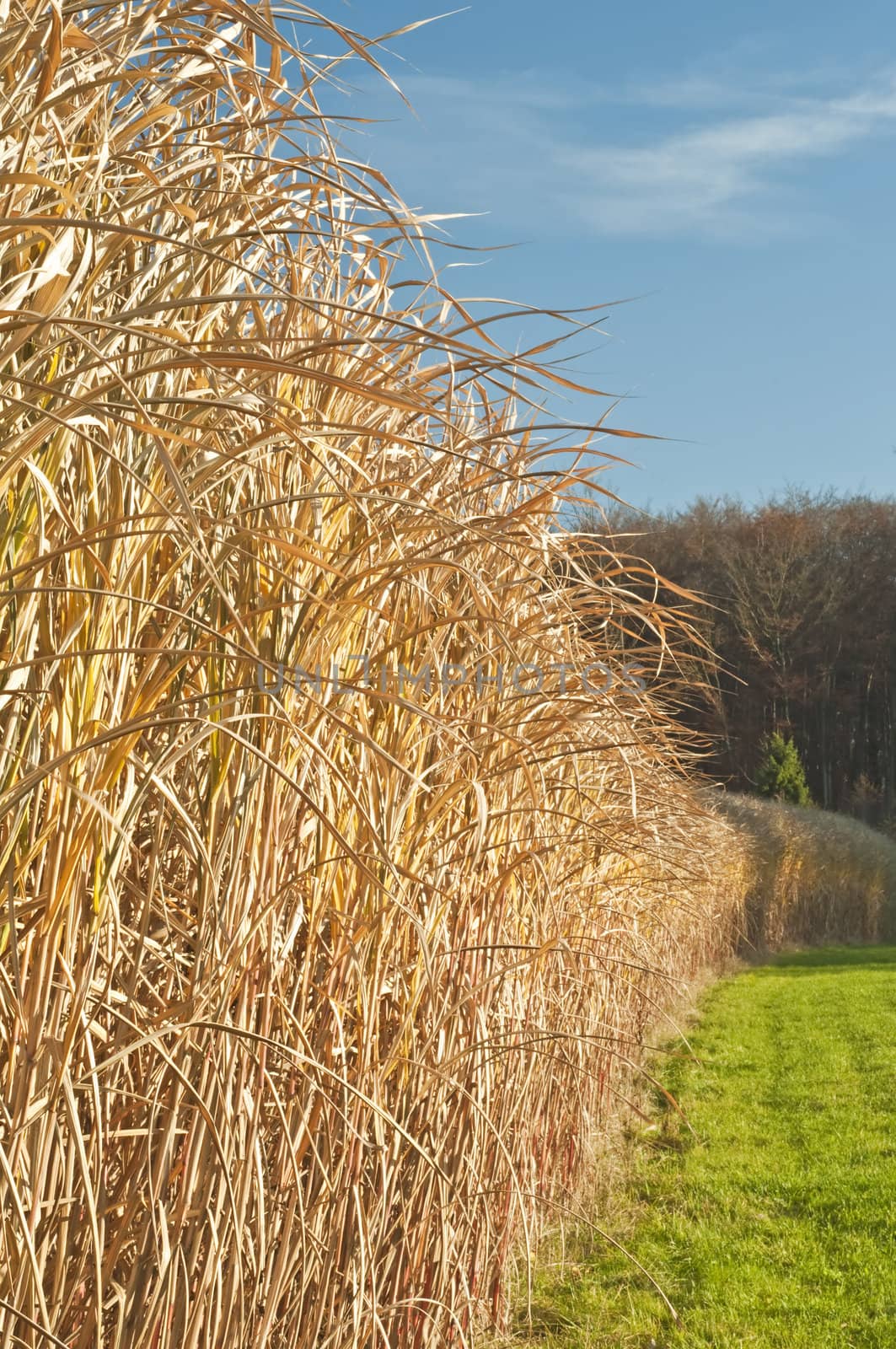 The renewable resource switchgrass for heating and production of diesel