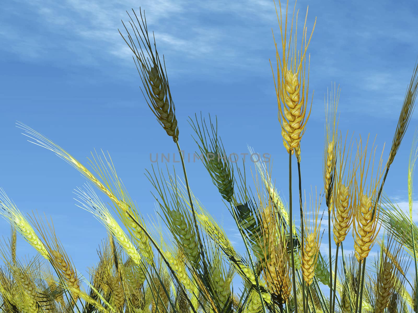 wheat field and blue sky illustration by paddythegolfer
