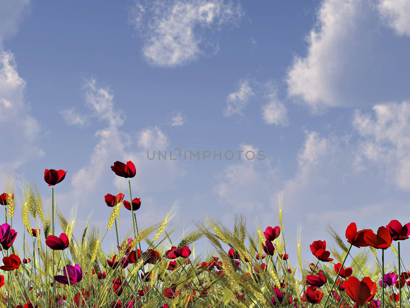 wheat field with red poppies by paddythegolfer