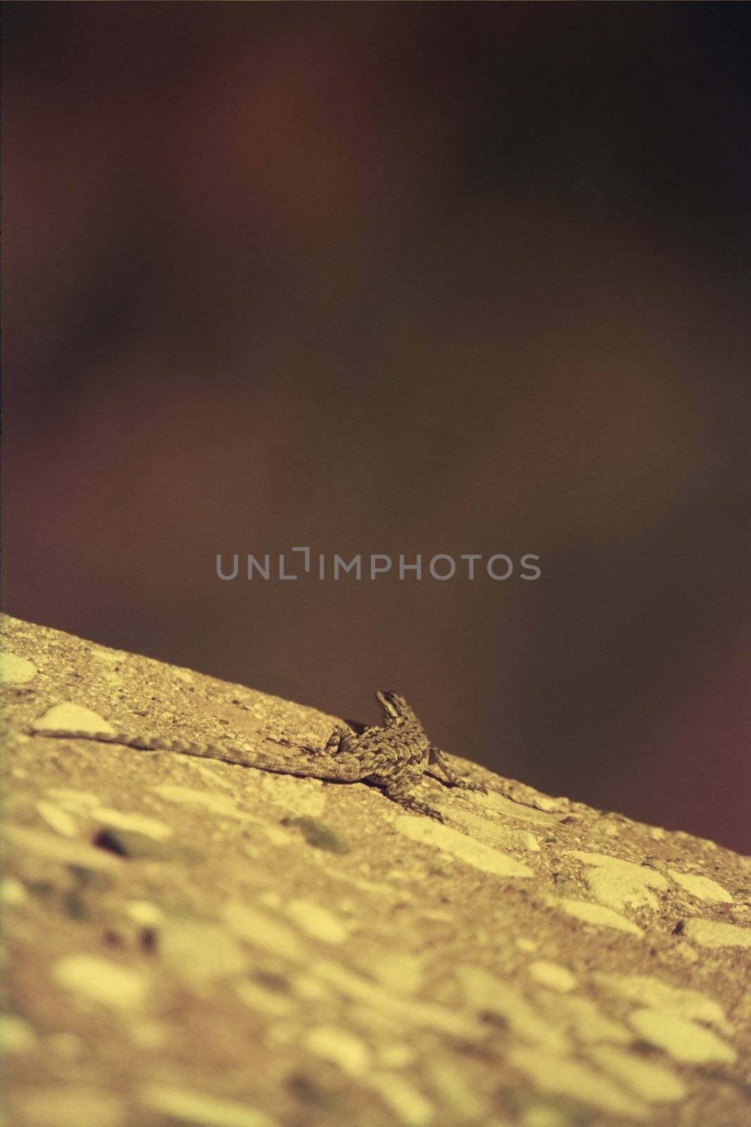 Lizard by timscottrom