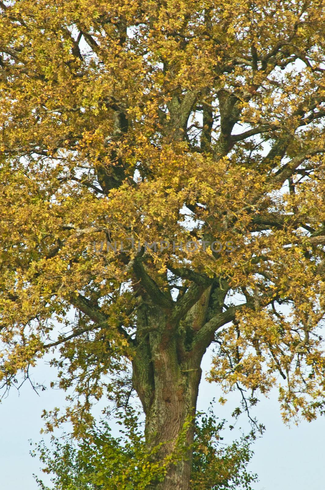 oak in autumn