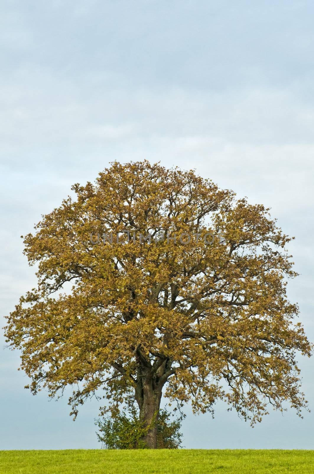 oak by Jochen