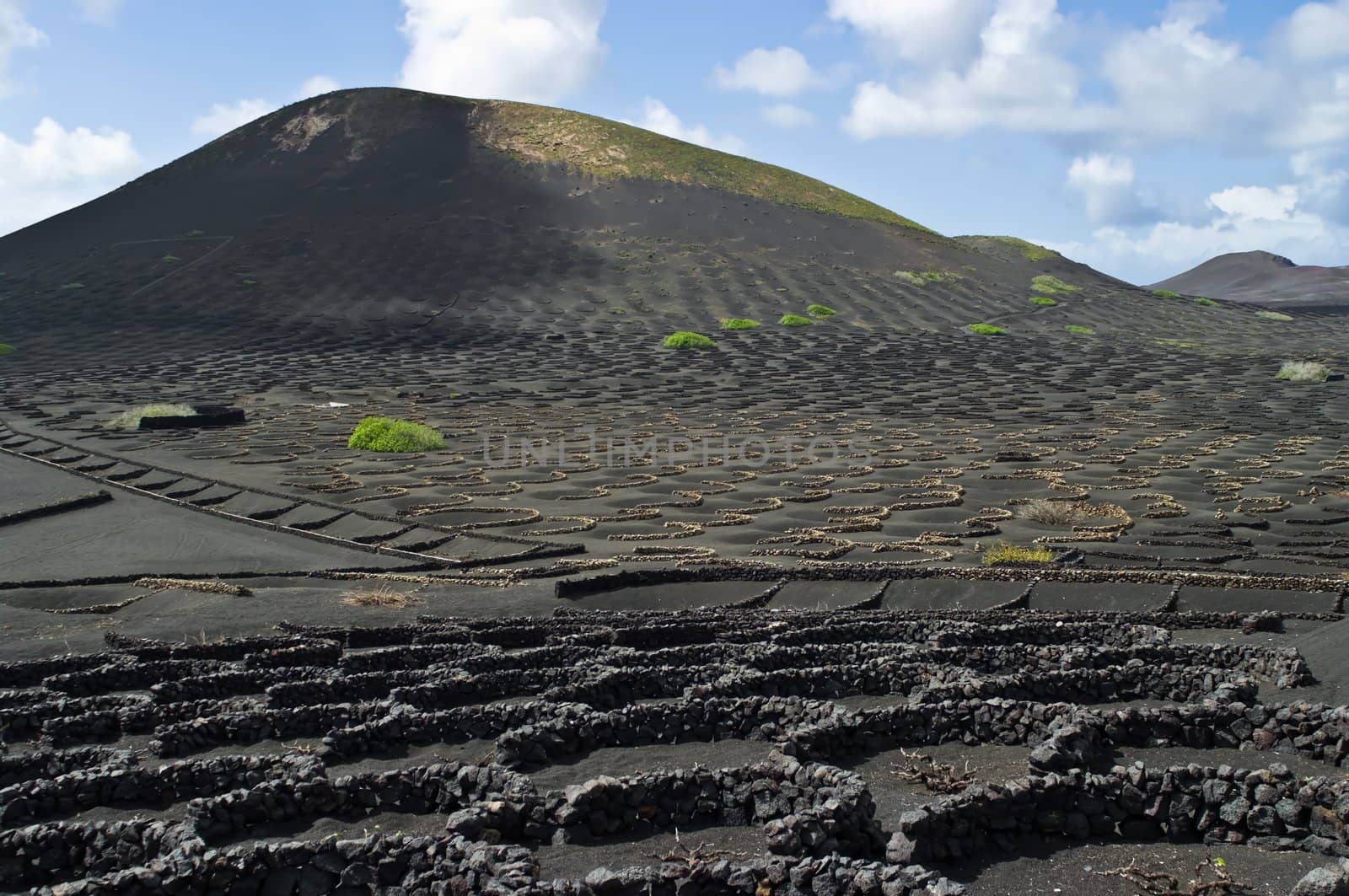 The odd volcanic vineyards of Lanzarote, Spain.