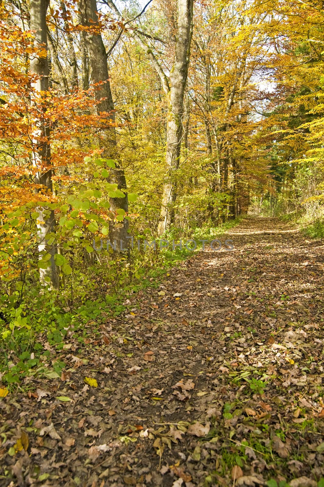 Forest in autumn