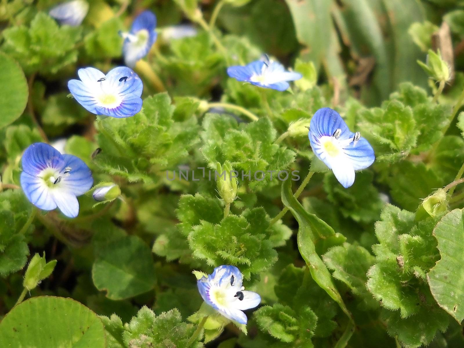 Flower; a plant; spring; the sun; a wood; macroshooting; flora