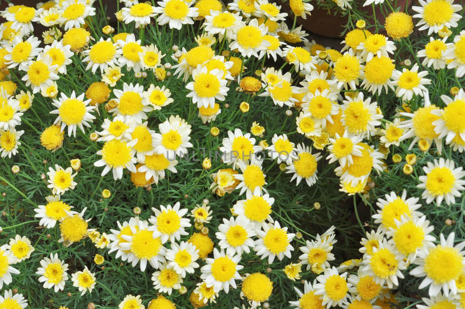 Common daisy Bellis Perennis Plantae Angiosperms Eudicots Asterids Asterales Asteraceae