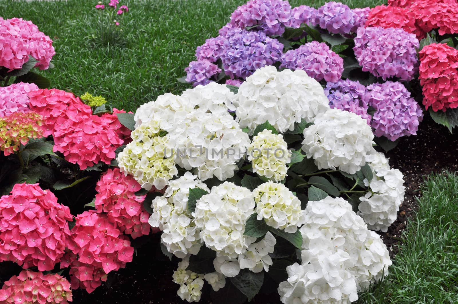 Hydrangea Hortensia flower of plantae angiosperms cornales hydrangeaceae