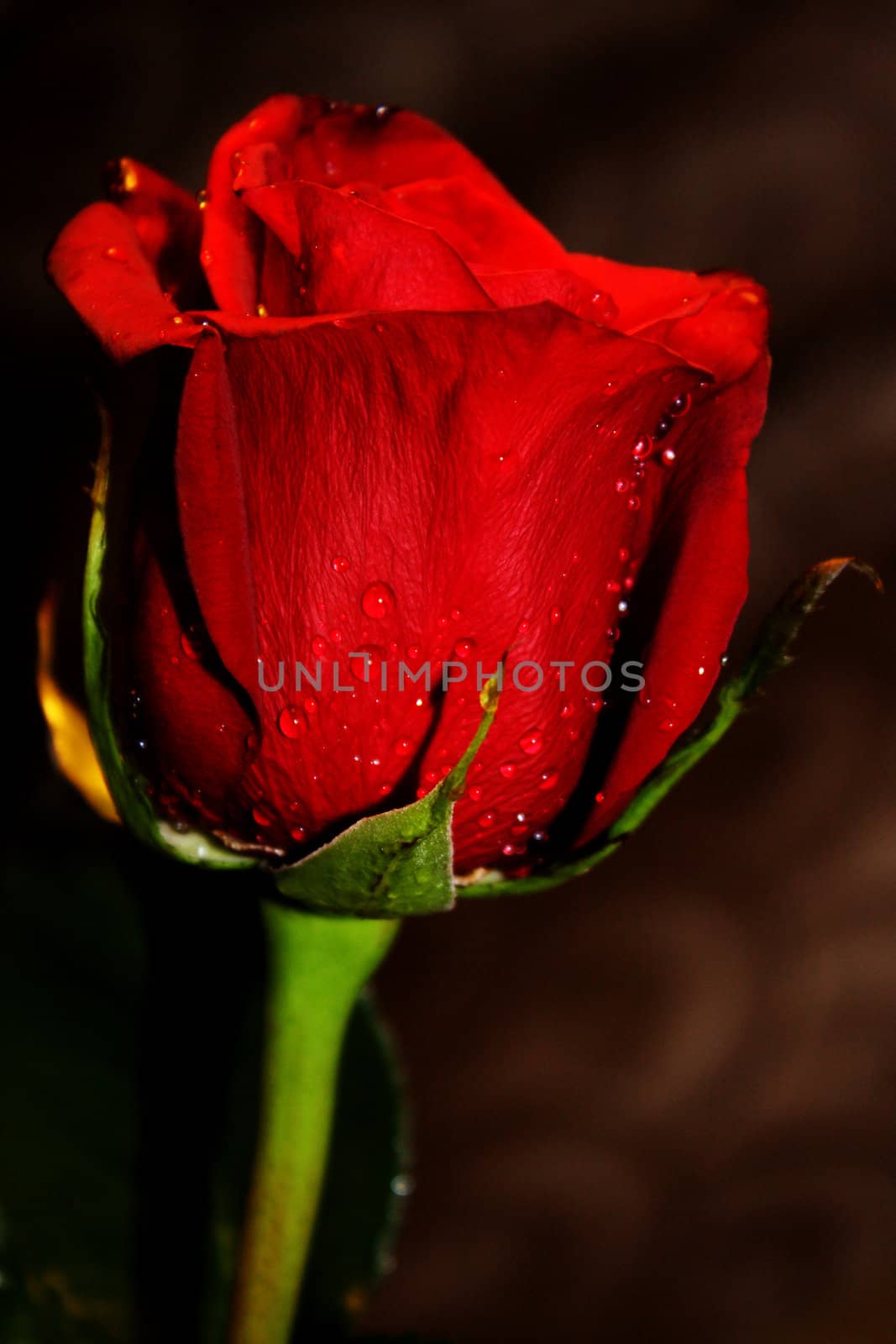 Red rose by SergeAT