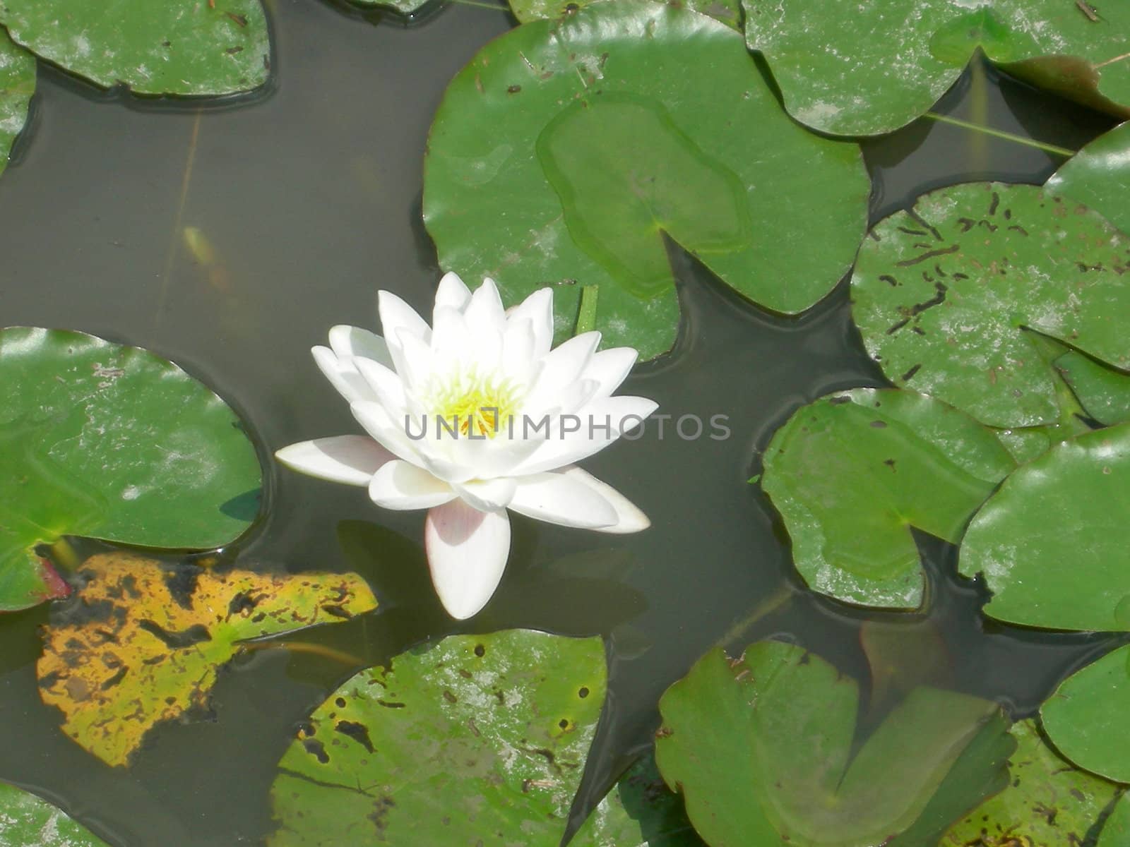 Water lily Nimphaea flower in a pond
