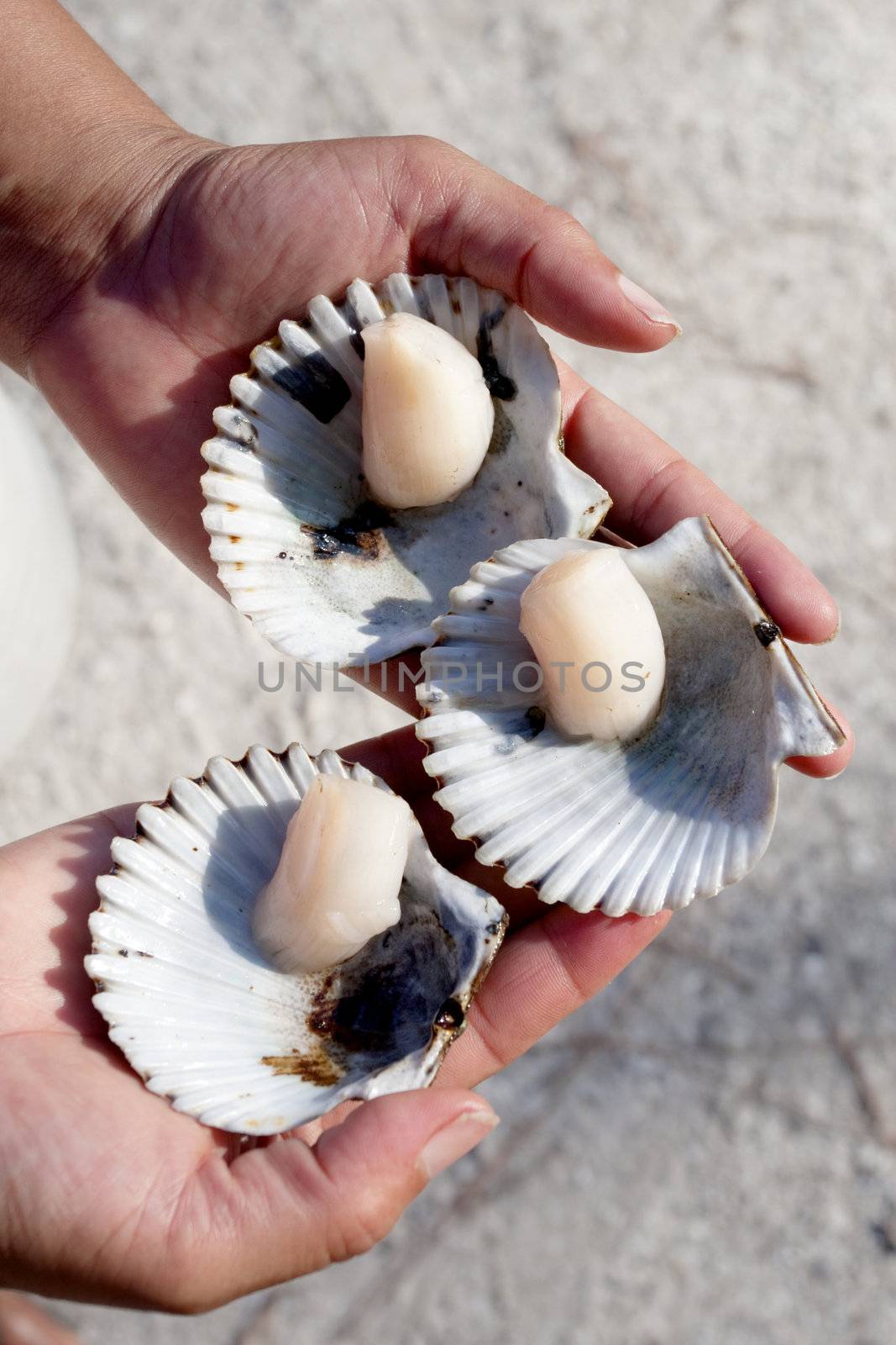 Fresh scallops in half shell, caught in St. Joseph Bay, Florida.