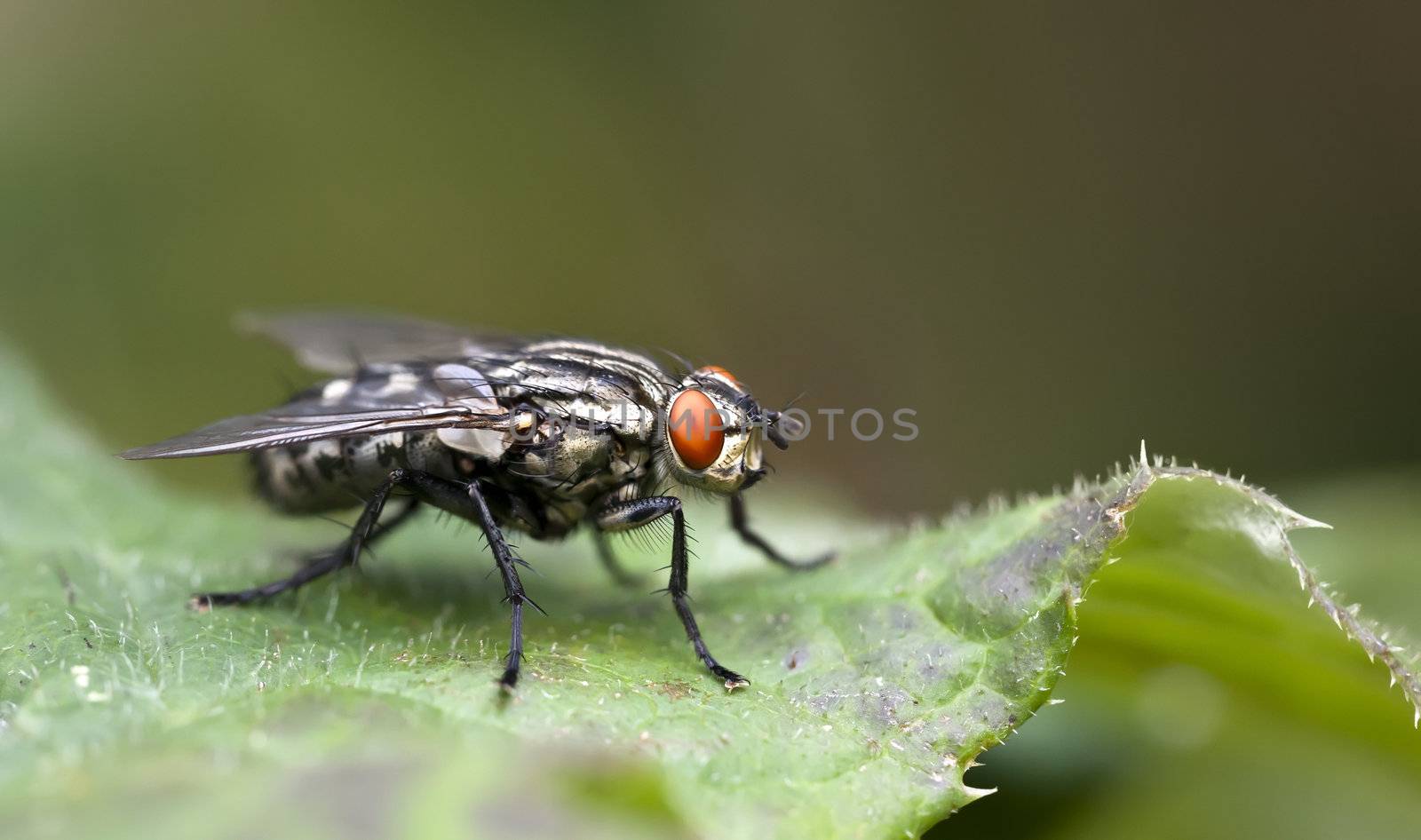 An image of a detailed nice fly macro