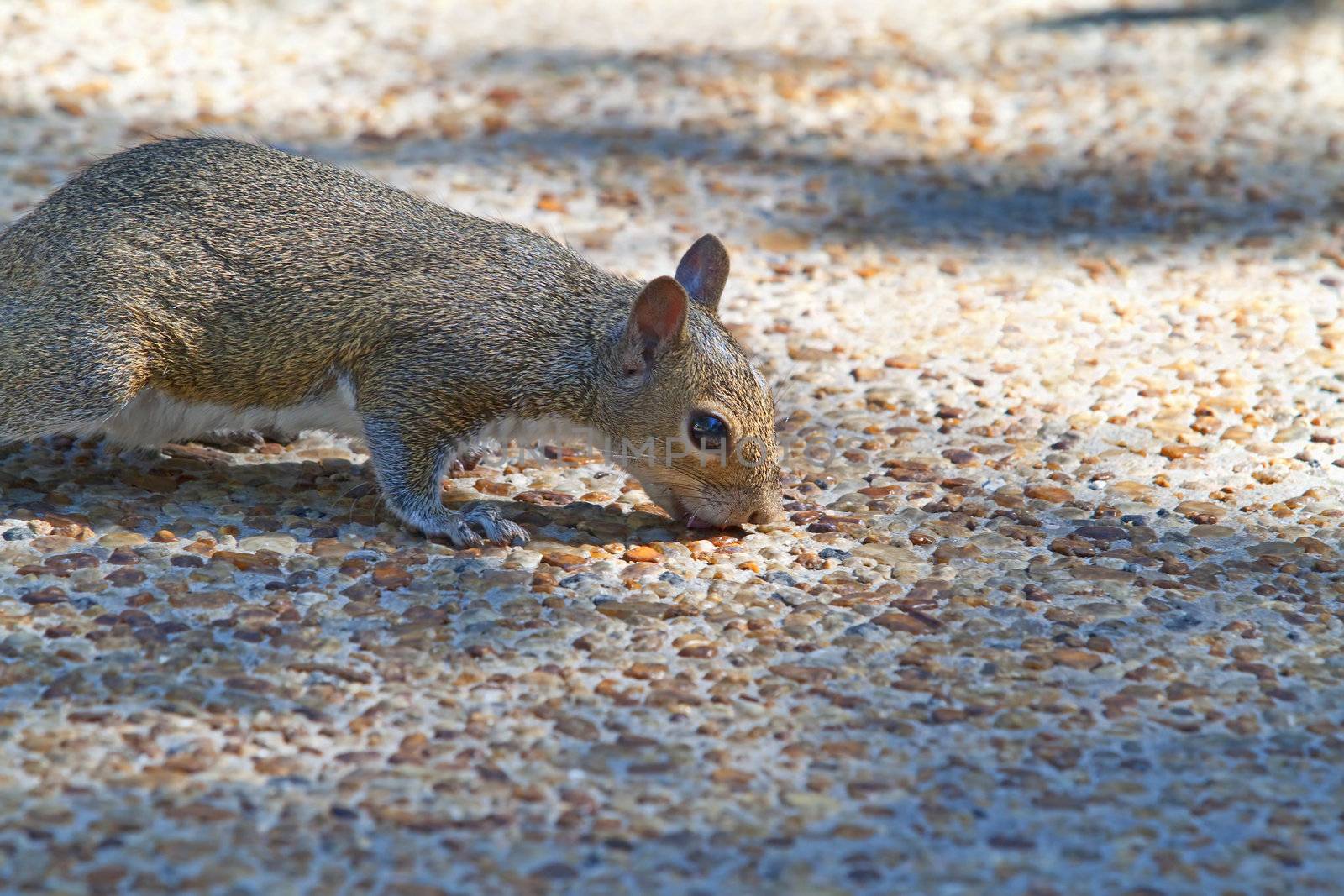 A squirrel licking the ground for something to eat