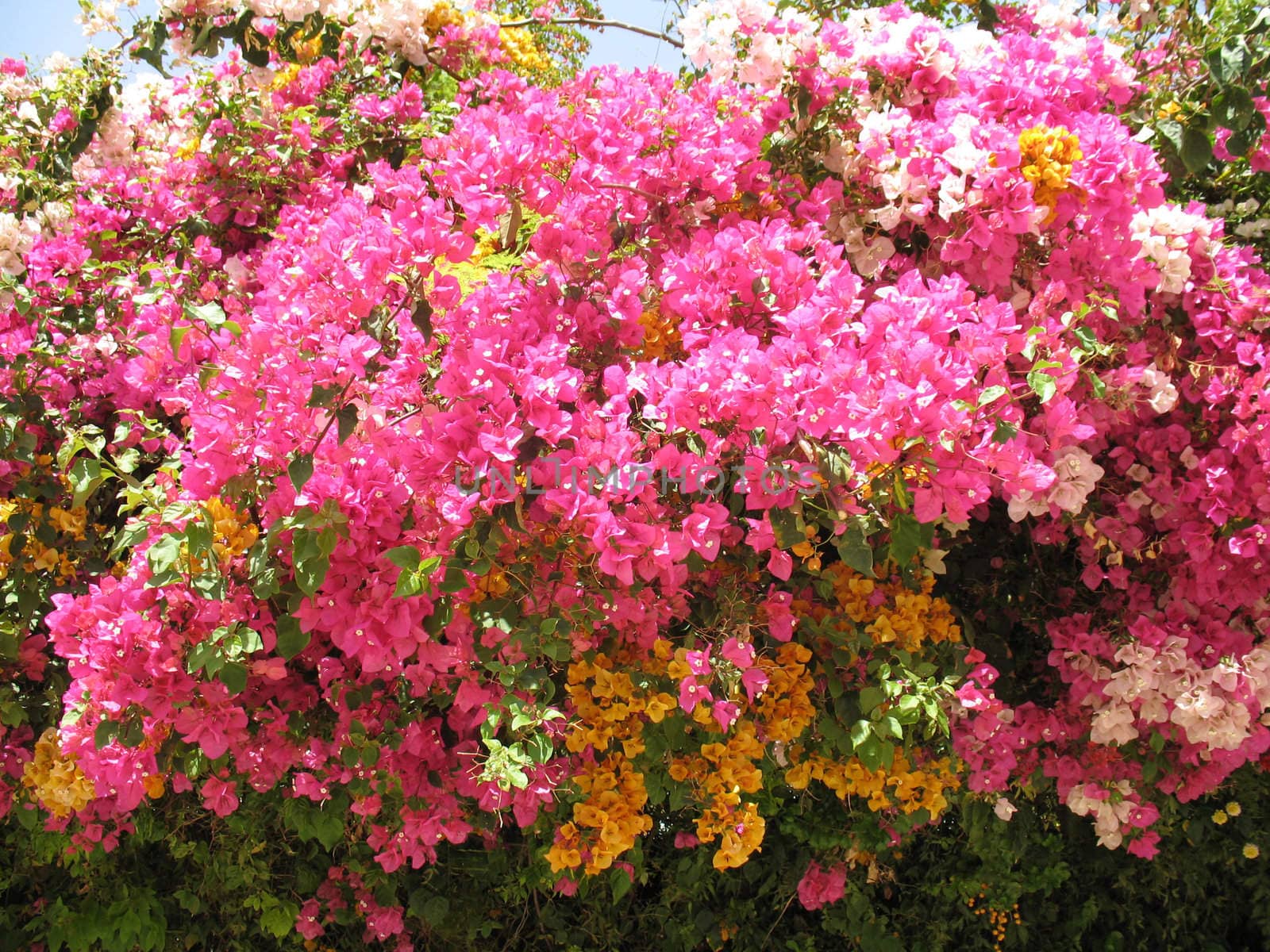 Beautiful flowers in tropical garden