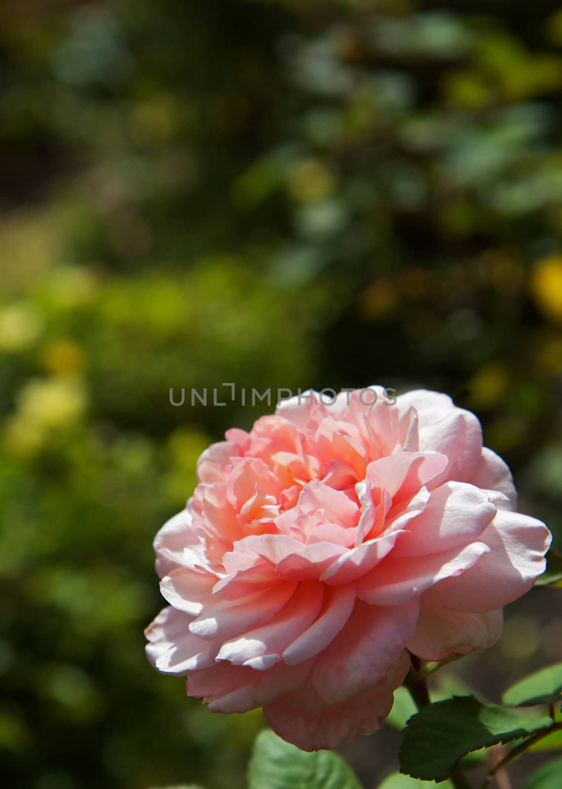 Large Pink Rose with soft focus green bushes in background