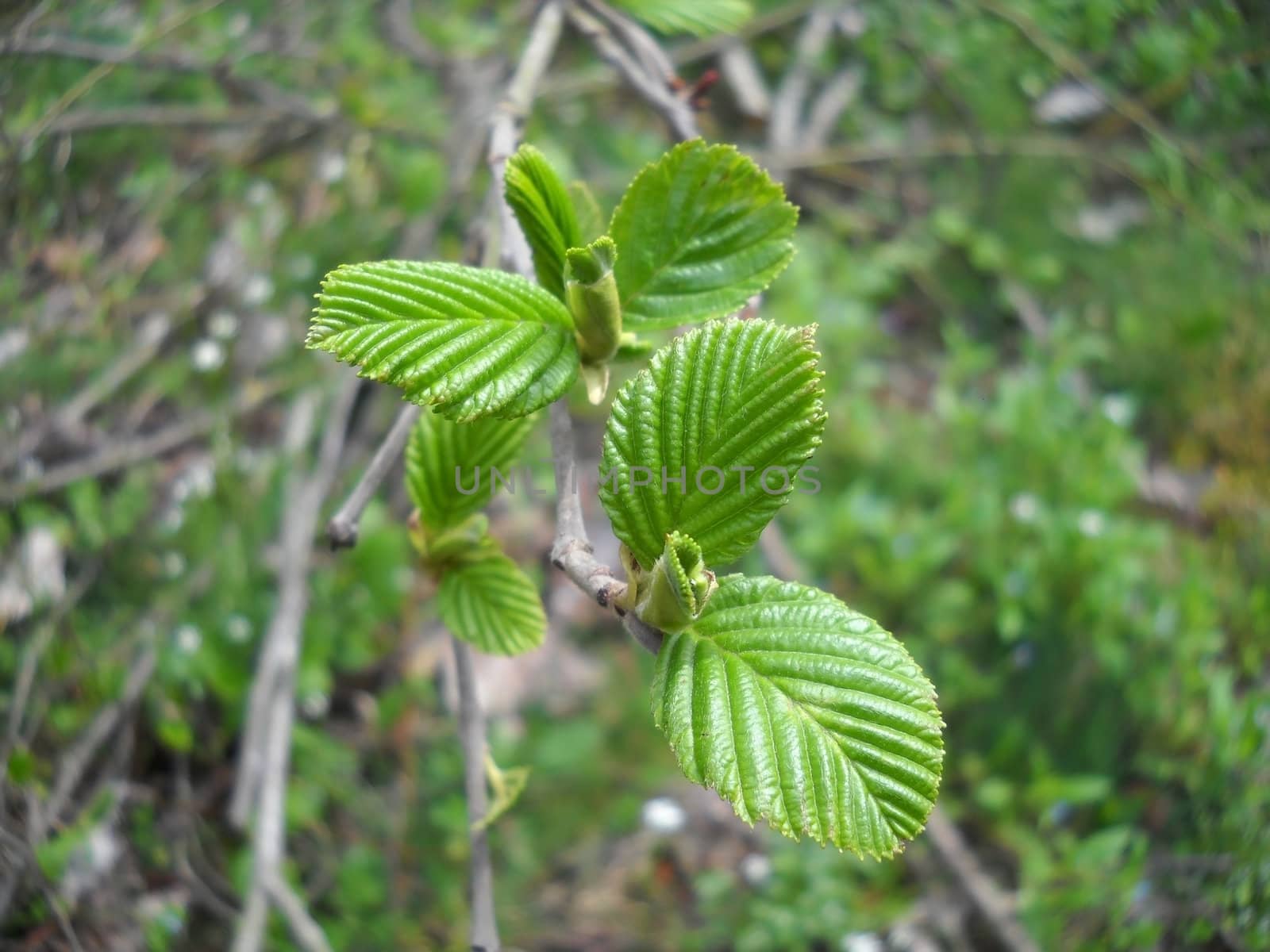 the nature; green; bright; Caucasus; Russia; a kind, a branch, a tree