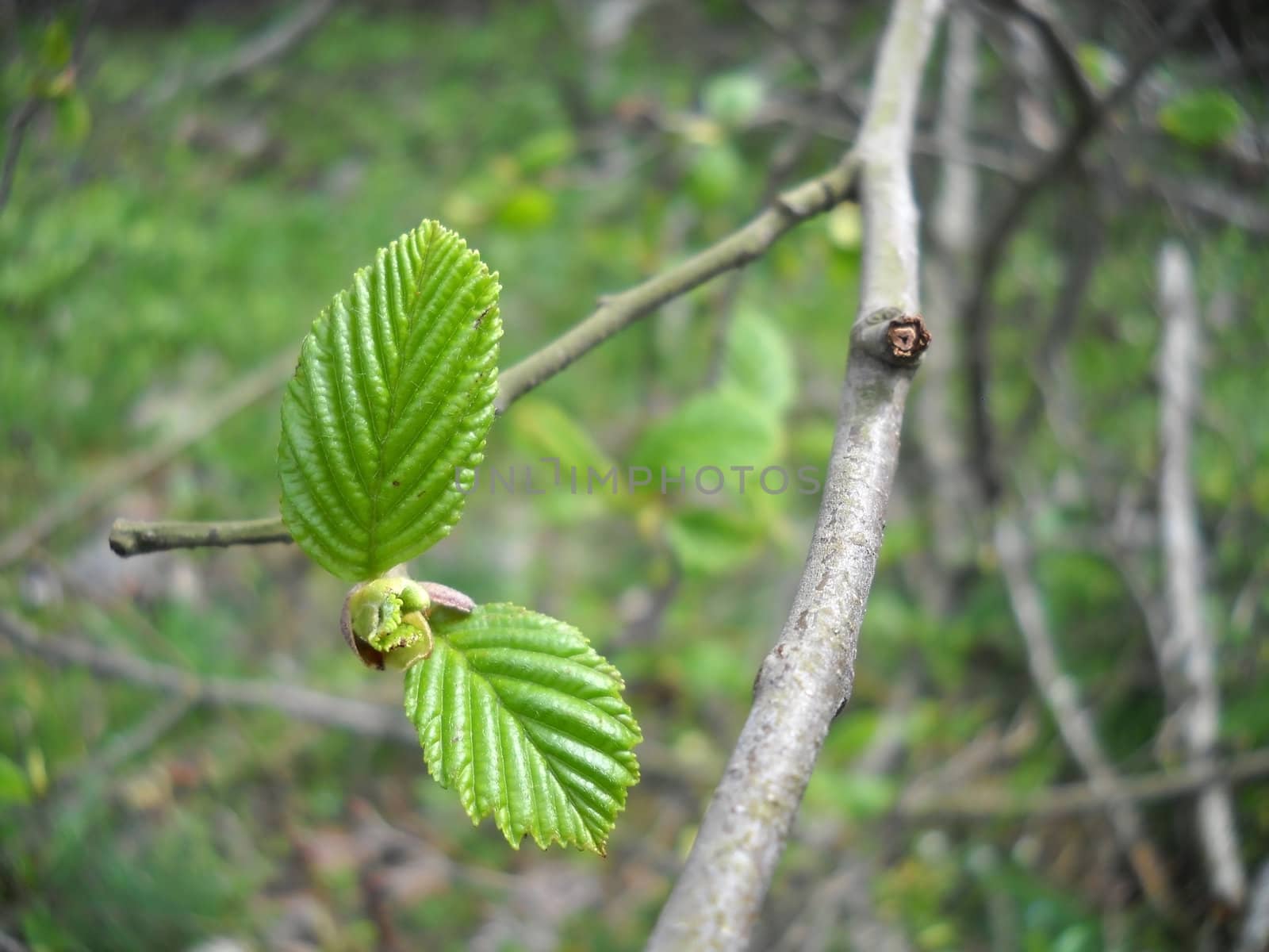 the nature; green; bright; Caucasus; Russia; a kind, a branch, a tree