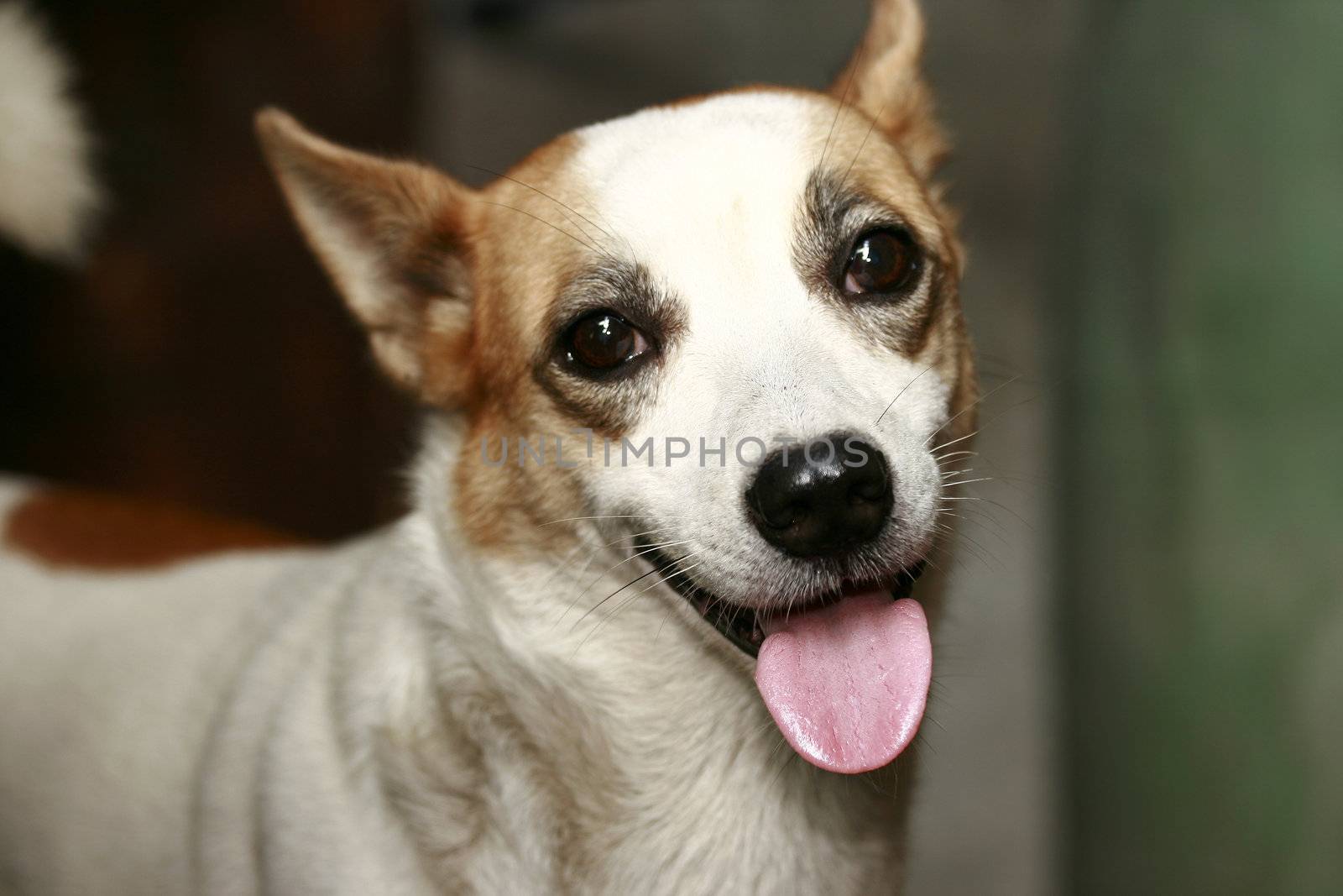 Close up Dog Portrait crisp sharp resolution