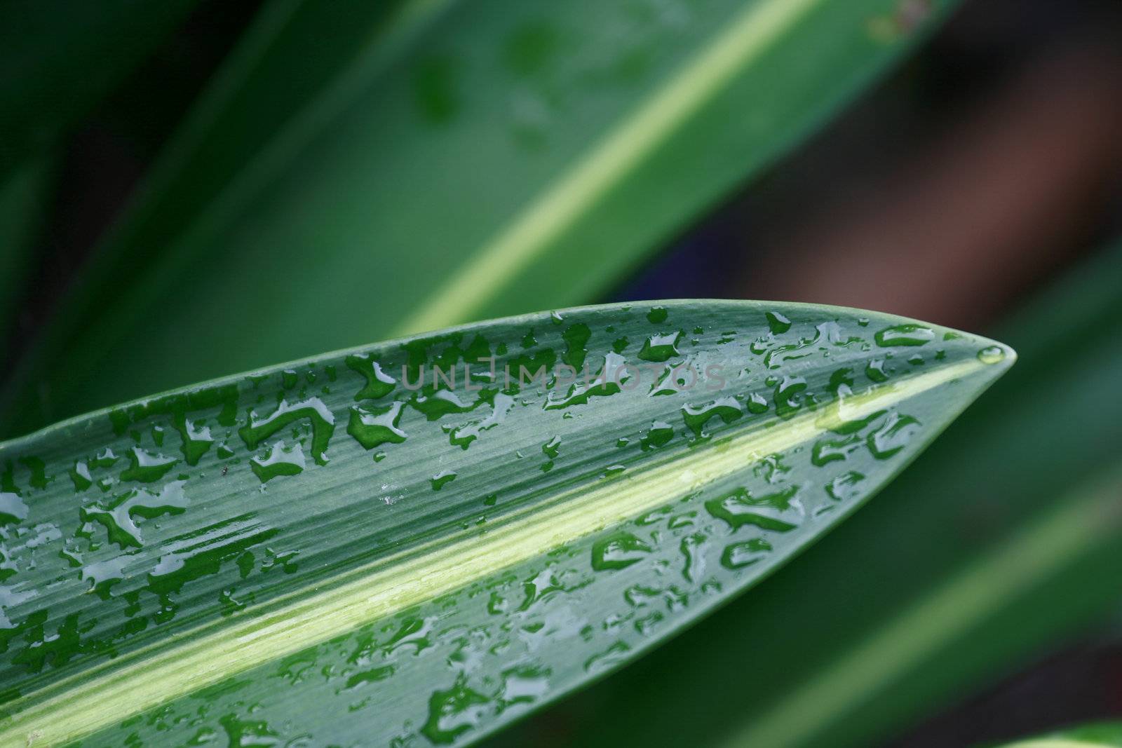 Dew on Leaf by sacatani