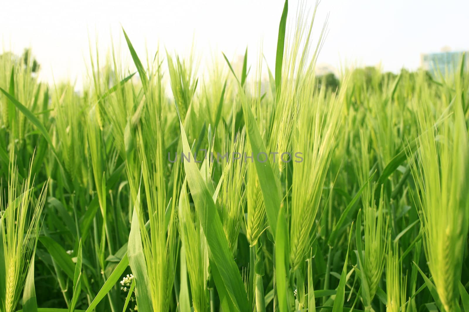 Wheat Field during spring with flowers and nice color of green leaf