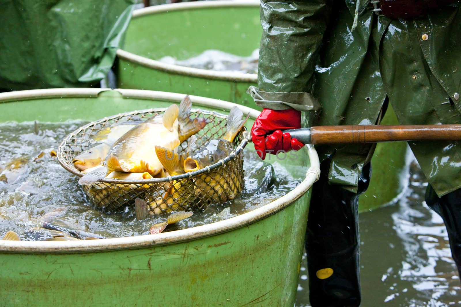 harvesting pond