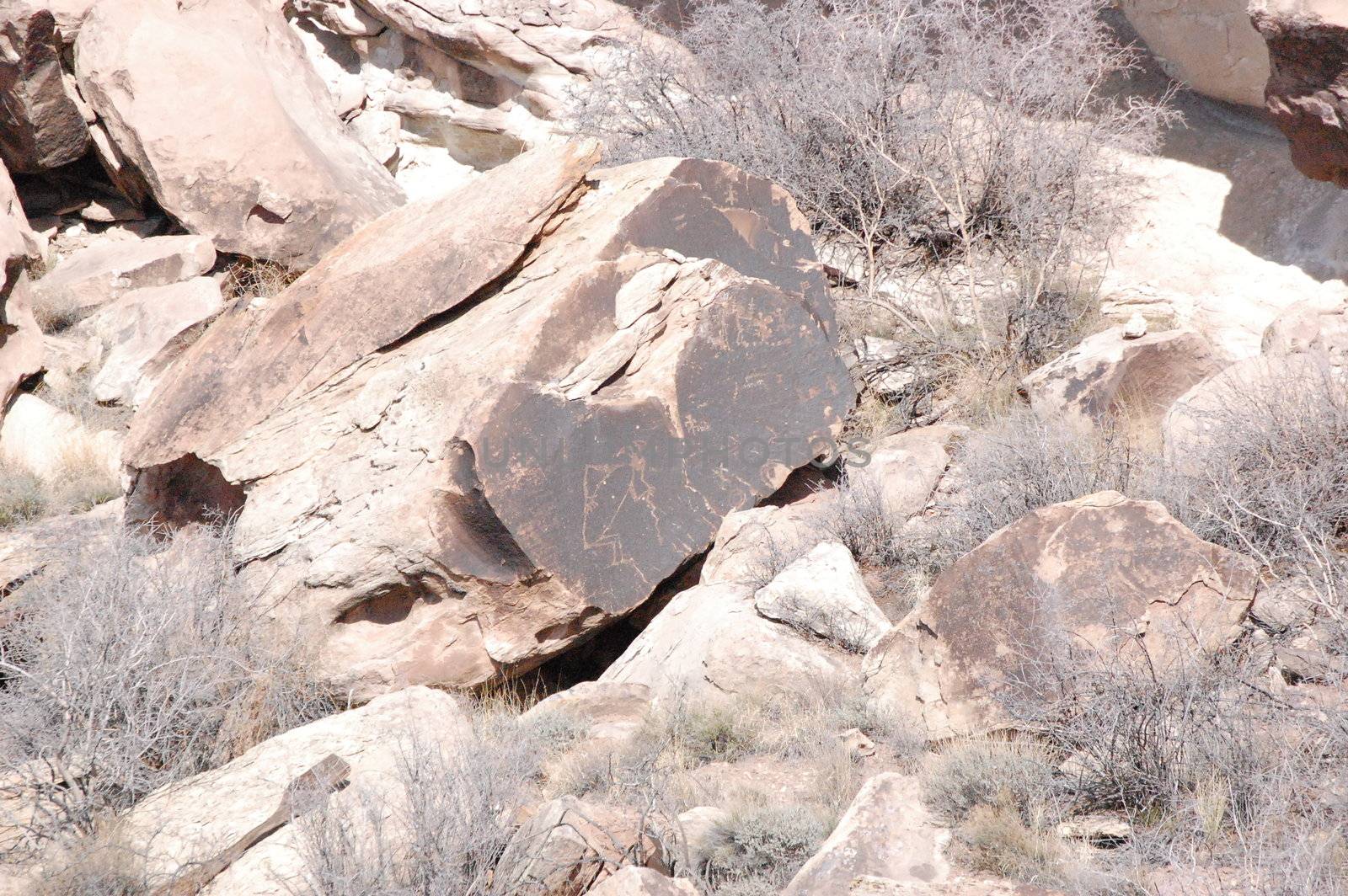 Petrified Forest