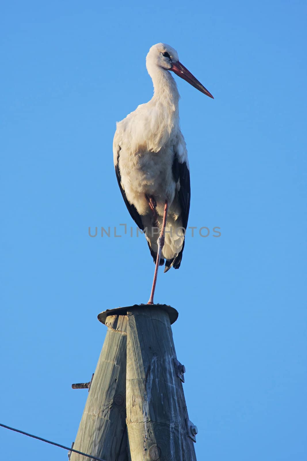 White stork on electric pole on the background of blue sky.