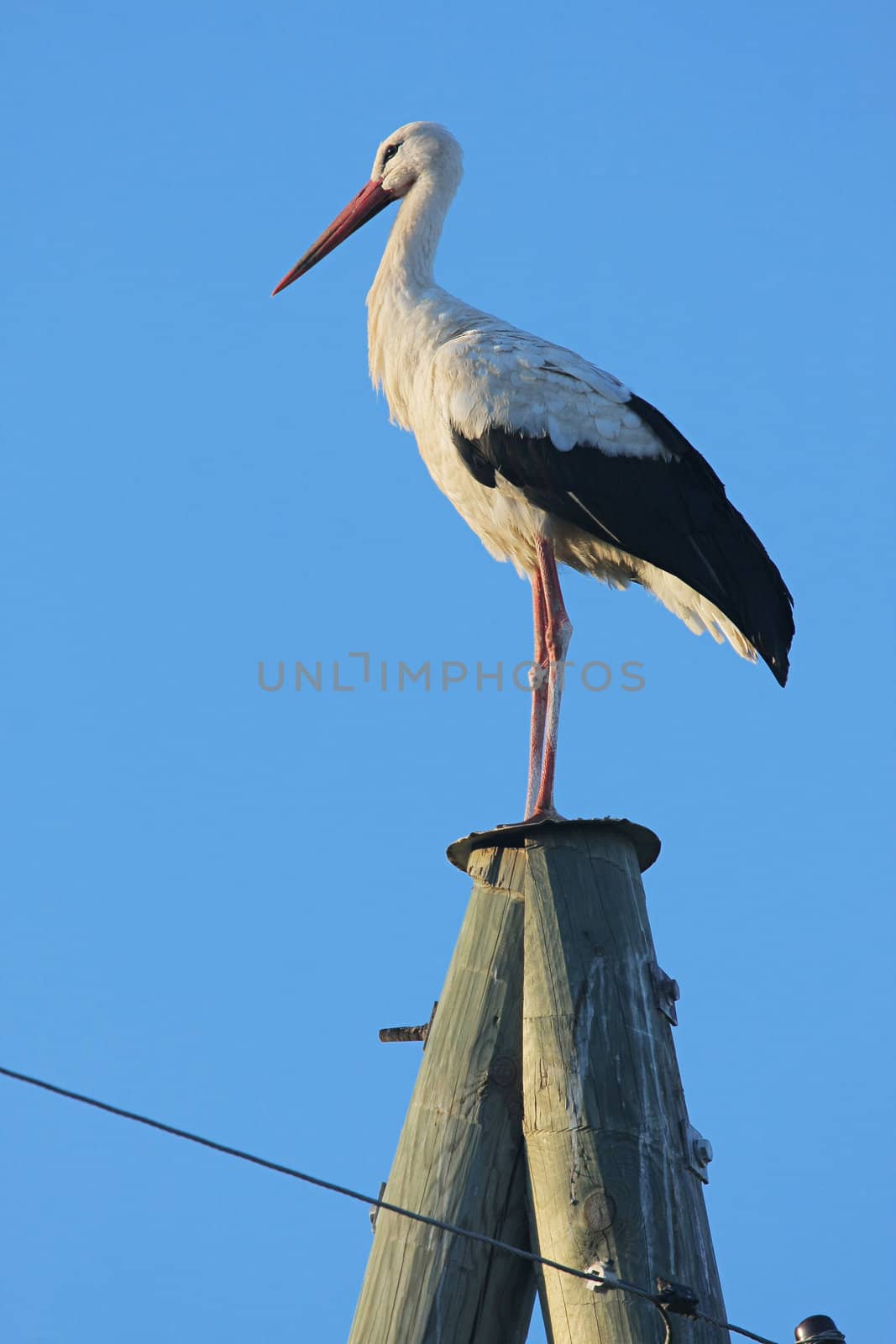 White stork on electric pole on the background of blue sky.