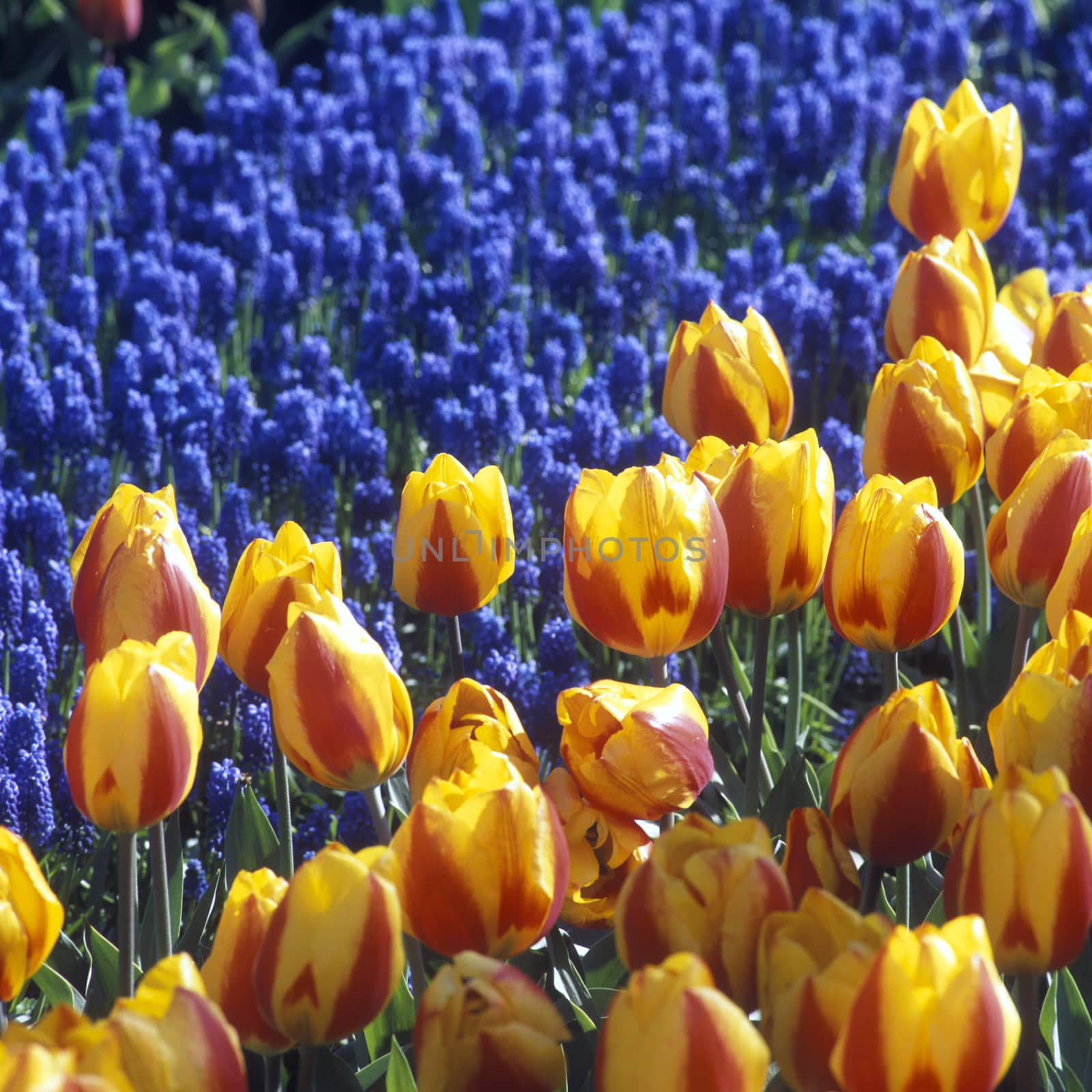 Keukenhof Gardens, Lisse, Netherlands