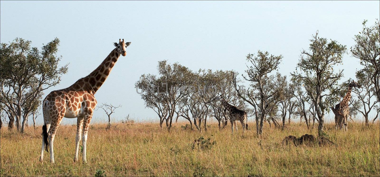 Giraffes. The group of giraffes is grazed on ???????? by the sun a shroud and burns leaves from high trees..
