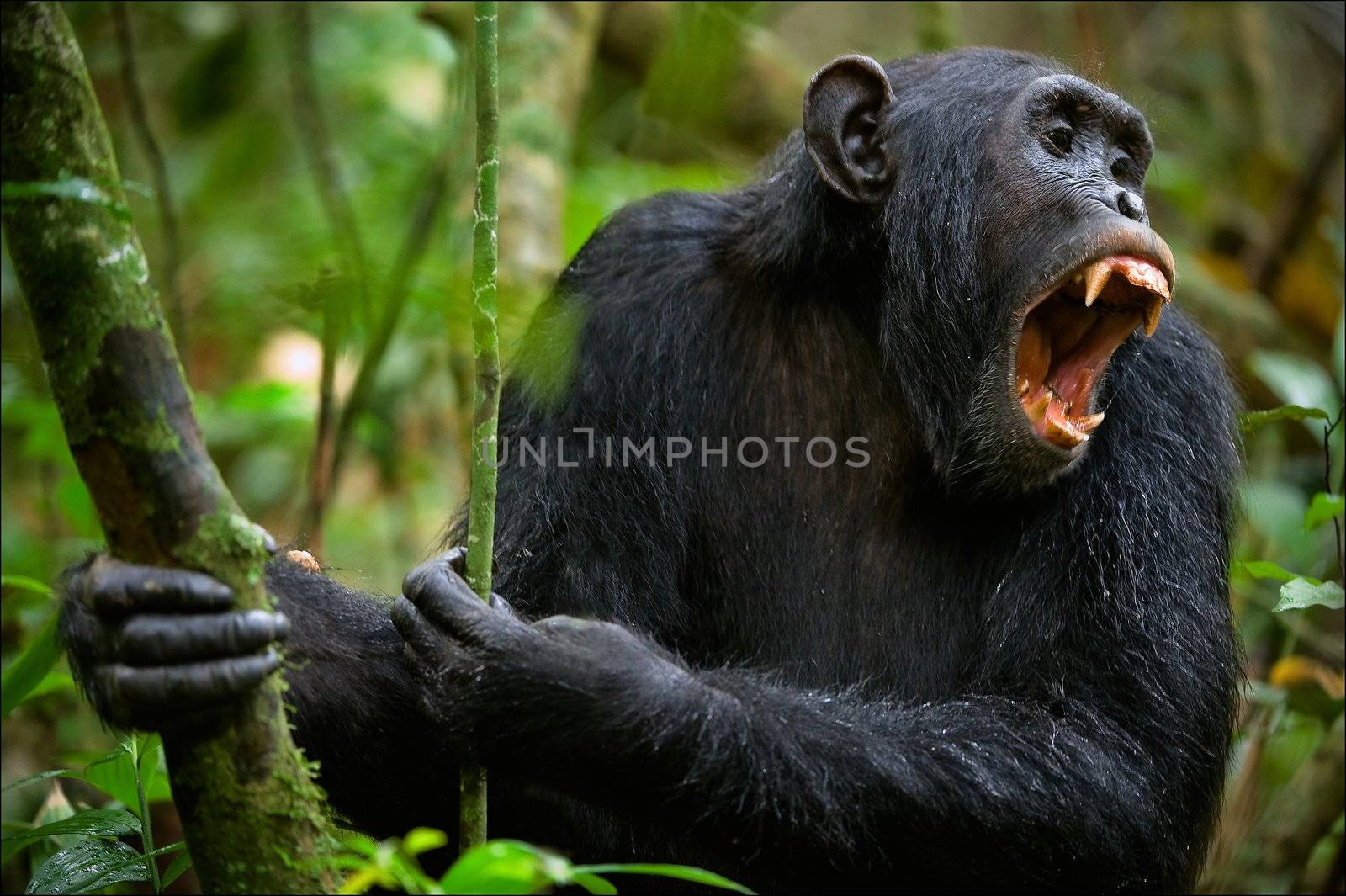 Shout. A chimpanzee, sitting in a thicket of green wood, loudly and with anxiety shouts.