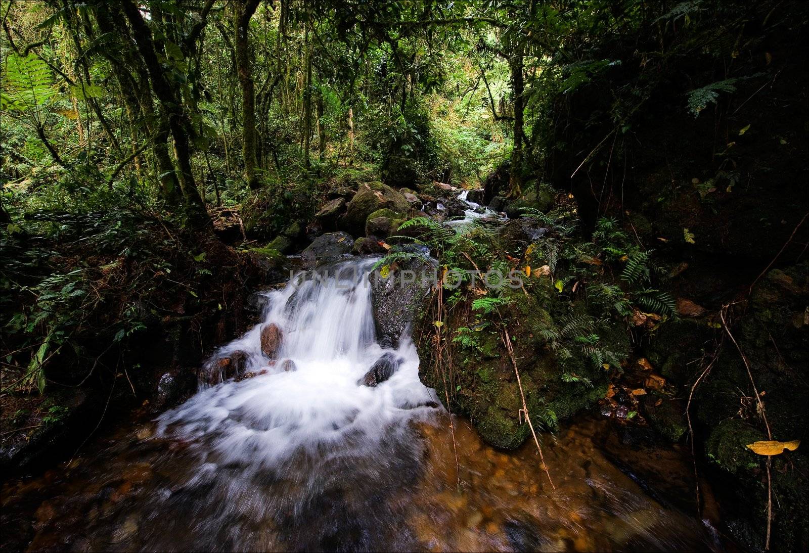 Wateralls of  Bwindi forest. In dark green wood Bwindi the mountain small river flows, by falls being rolled on hillsides and huge boulders.